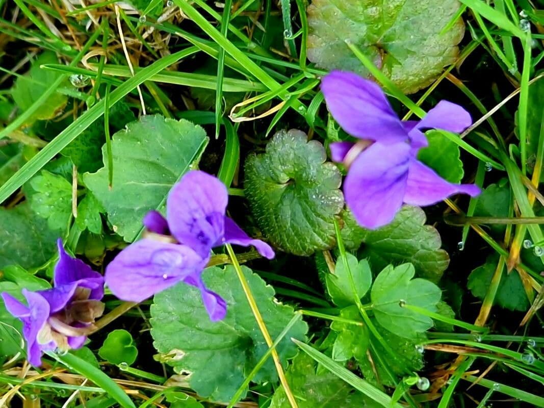 Viola hirta