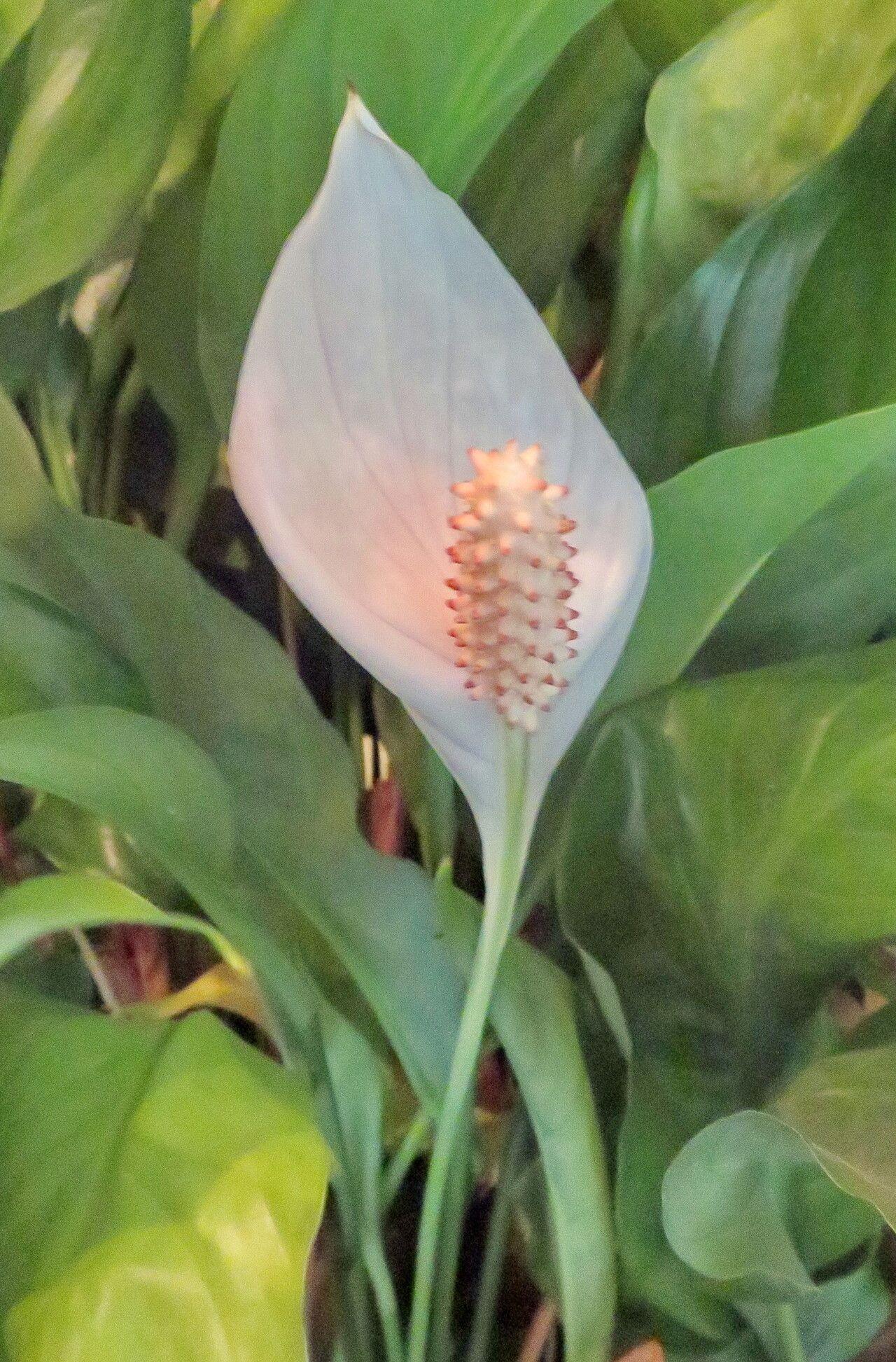 Spathiphyllum wallisii