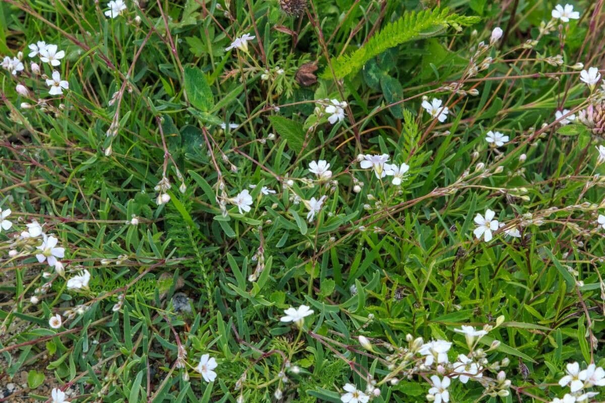 Gypsophila repens