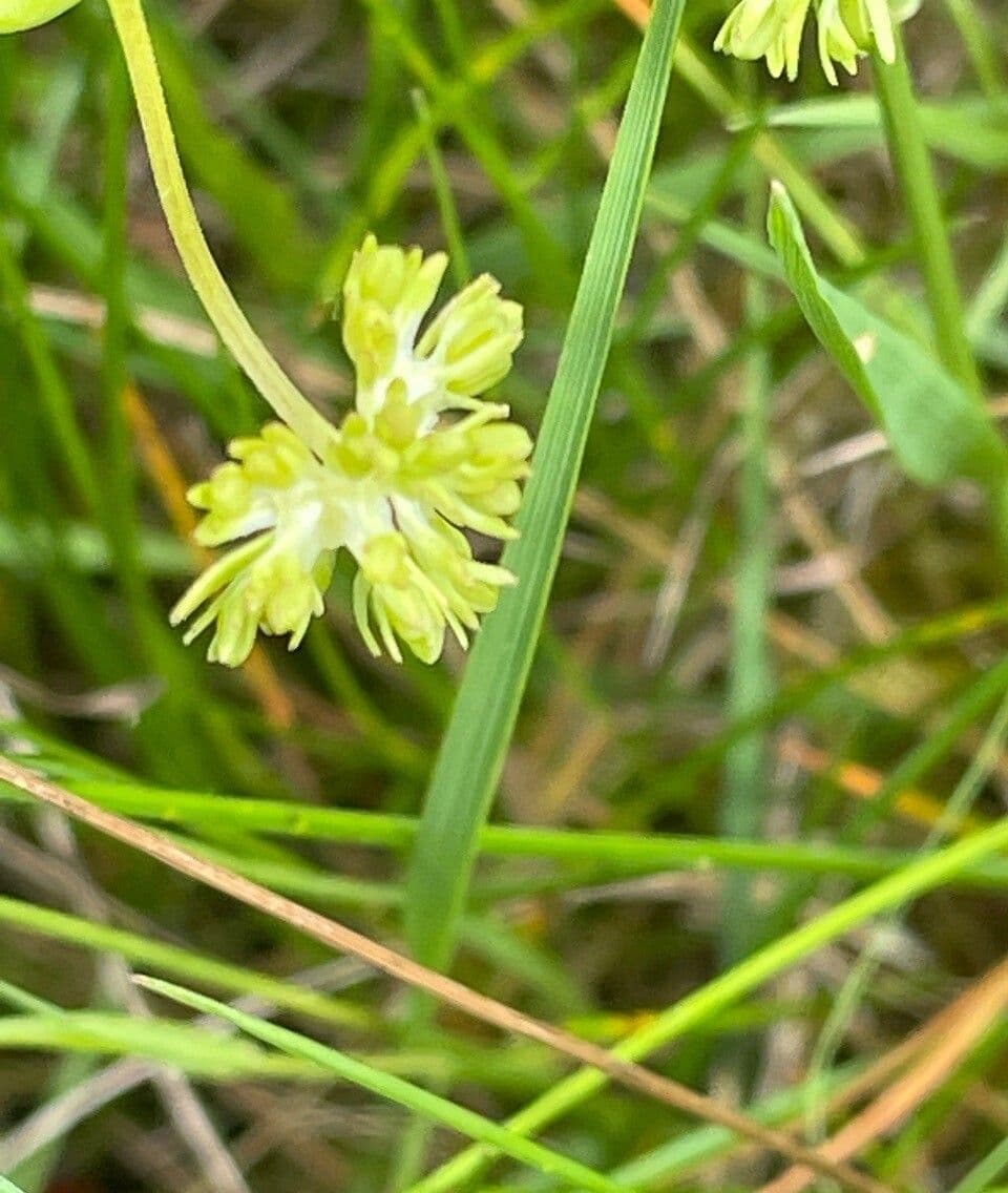 Valeriana eriocarpa