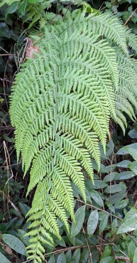 Macrothelypteris torresiana