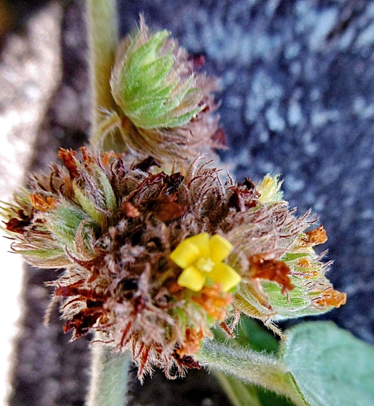 Waltheria indica