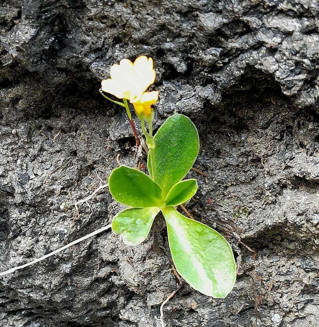 Primula auricula