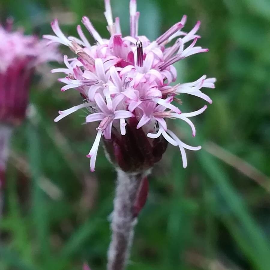 Homogyne alpina