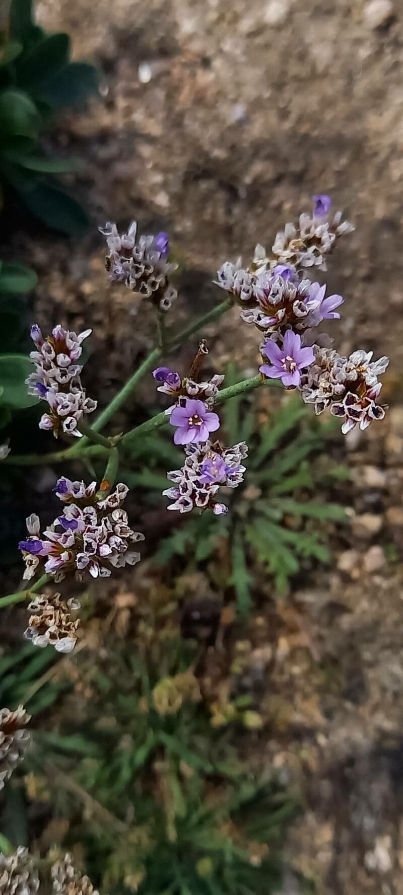 Limonium binervosum