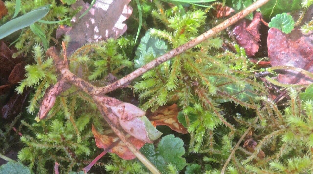 Asarum europaeum