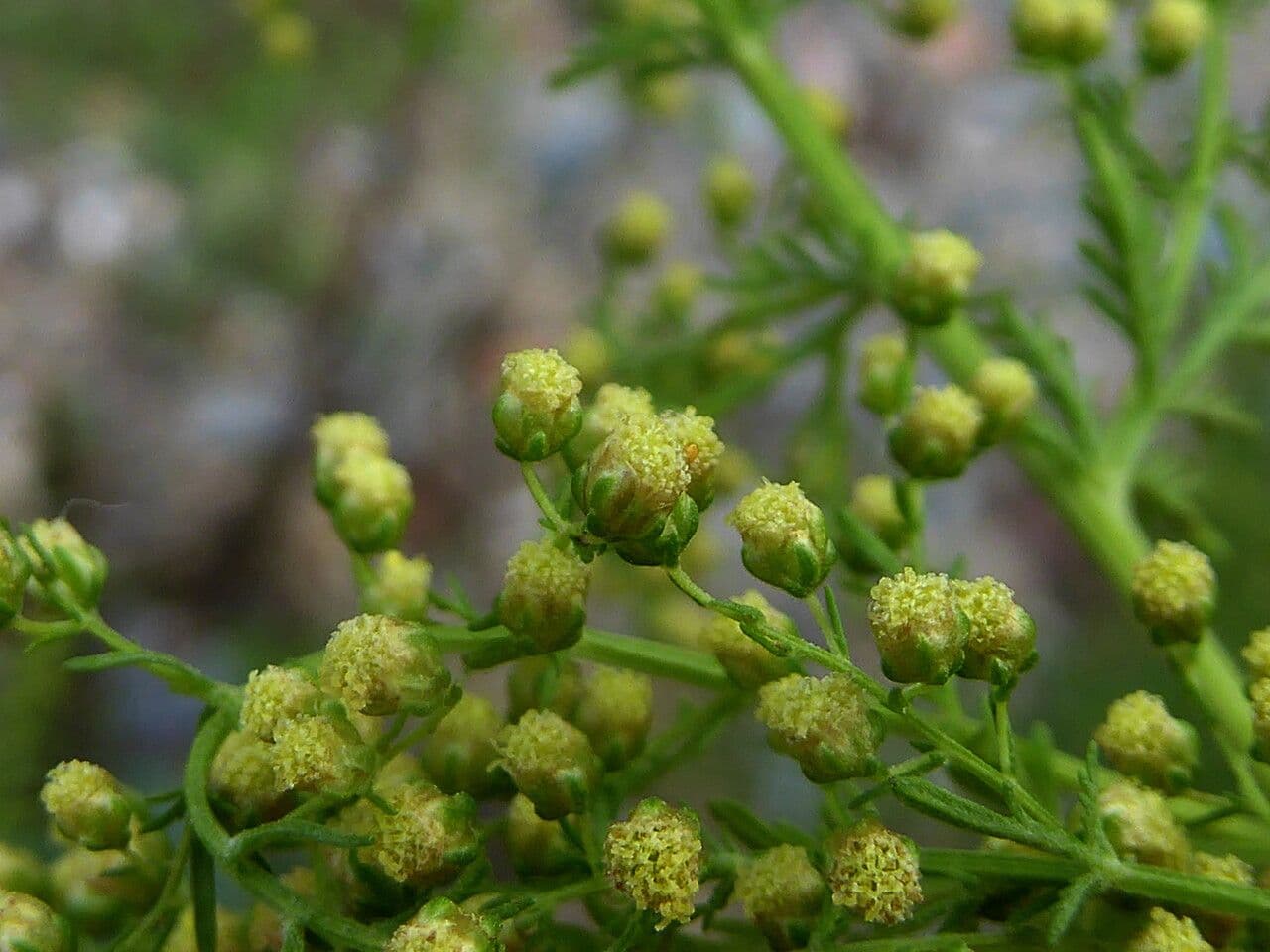 Artemisia annua