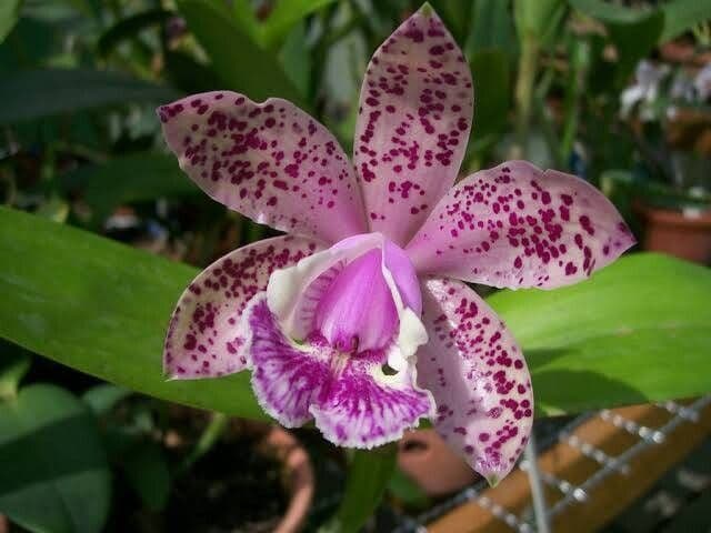 Cattleya amethystoglossa