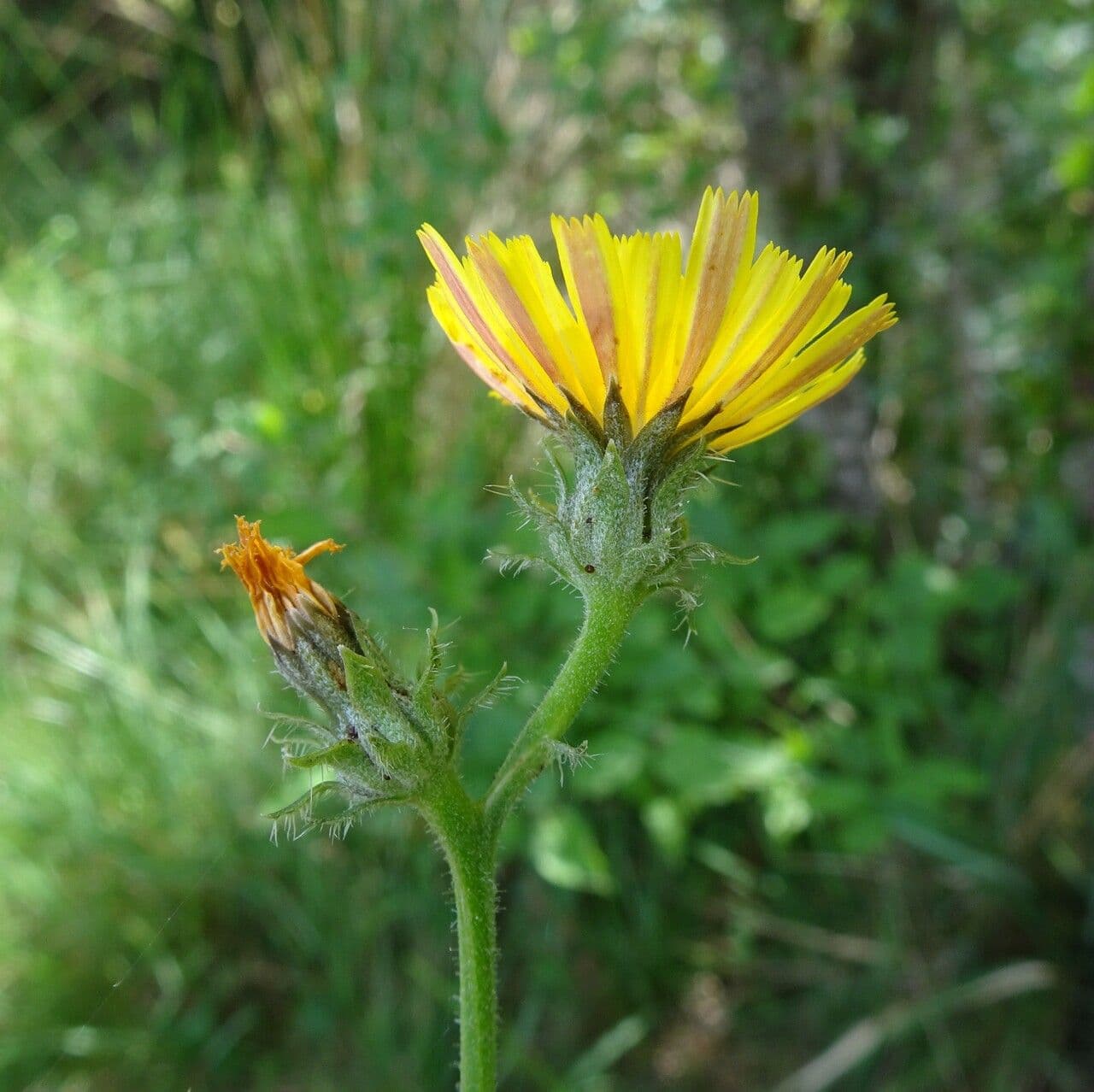 Picris hieracioides