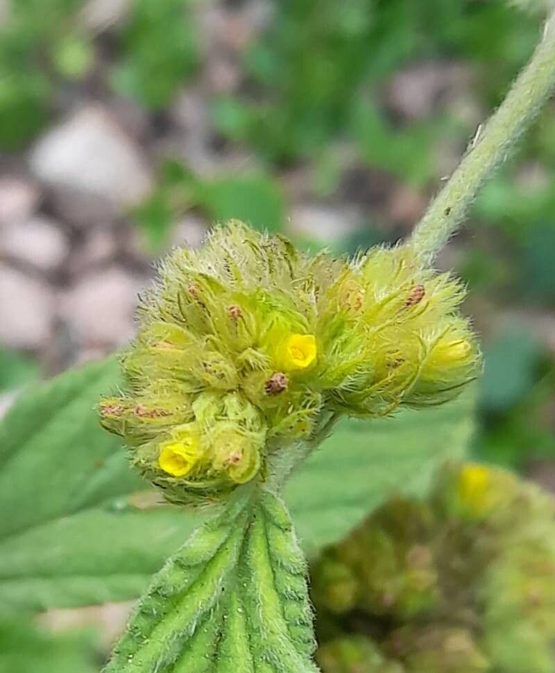 Waltheria indica