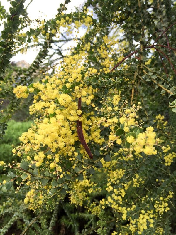 Acacia pravissima