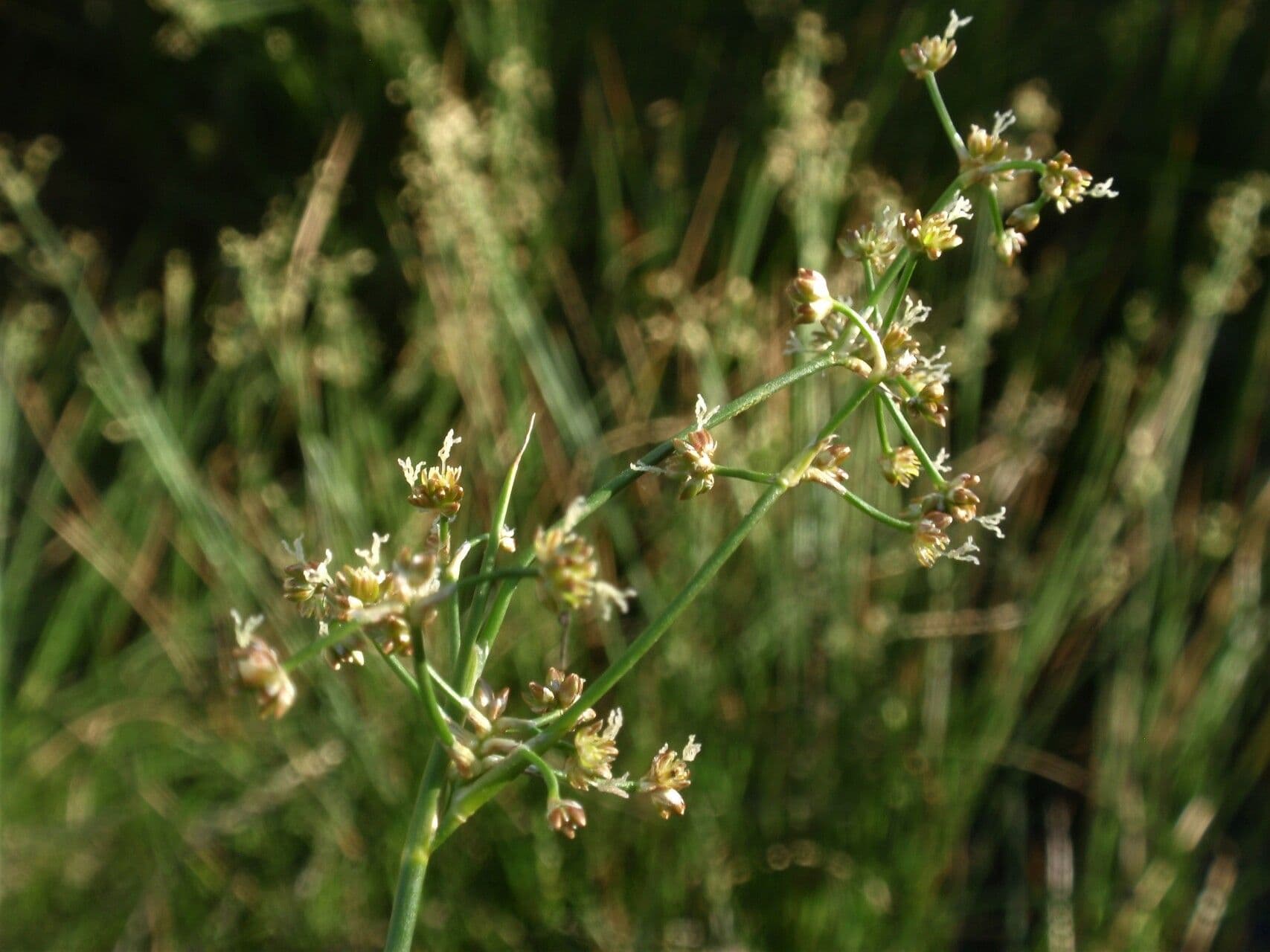 Juncus subnodulosus