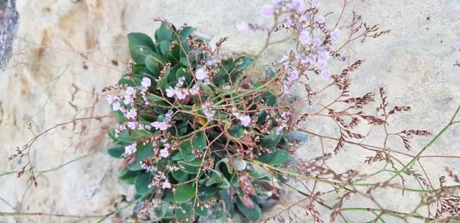 Limonium bellidifolium