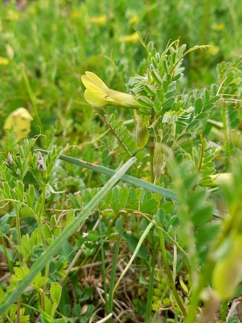 Vicia hybrida