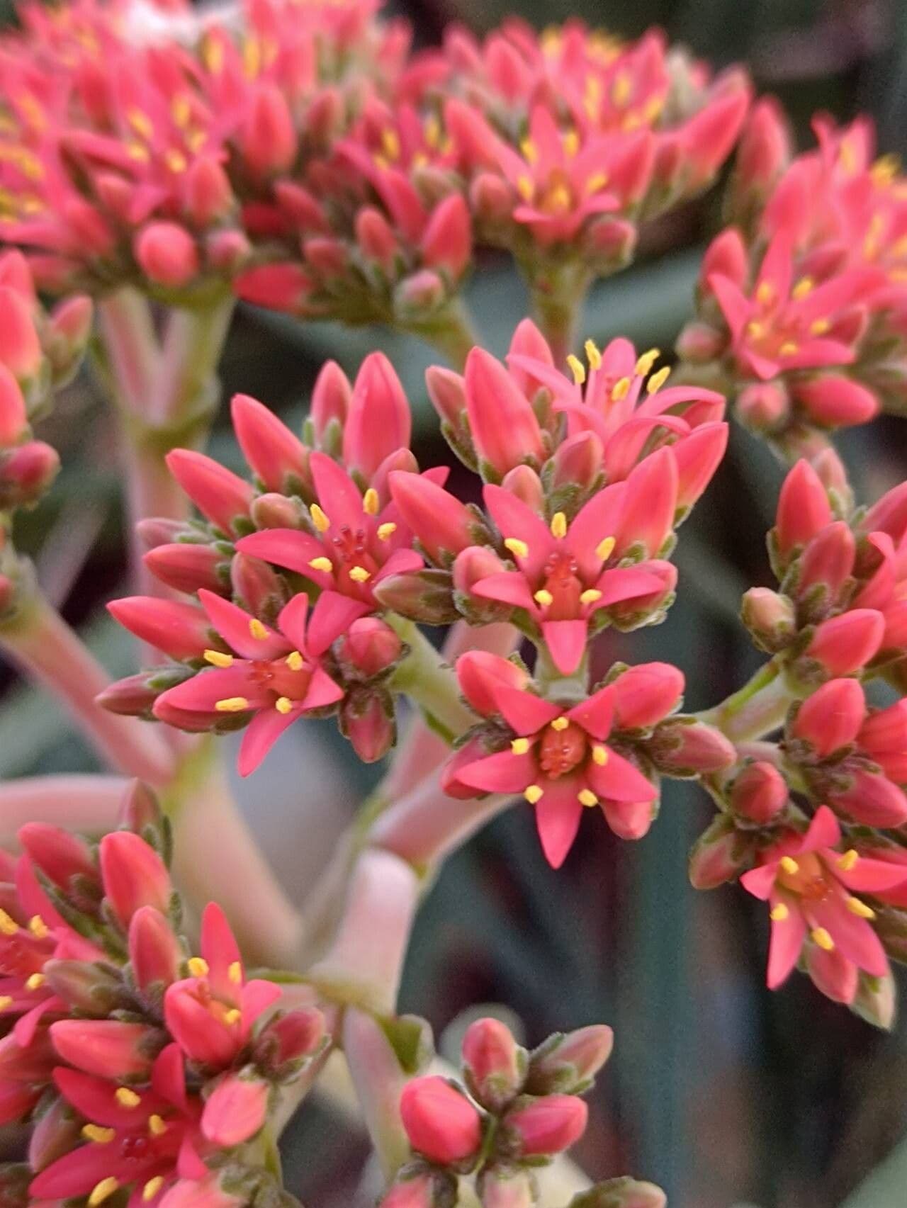 Crassula perfoliata