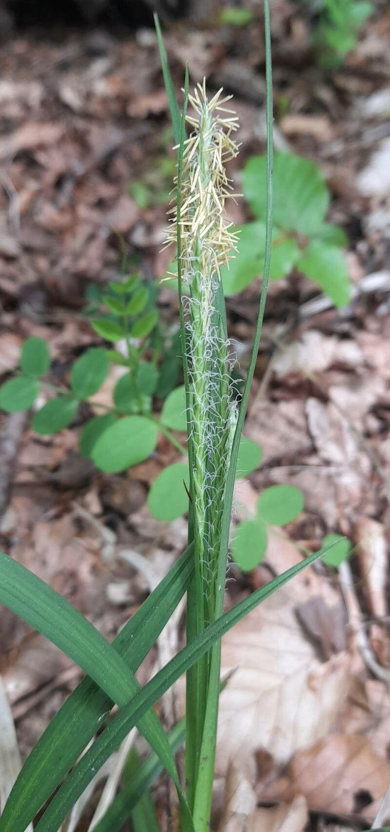 Carex sylvatica