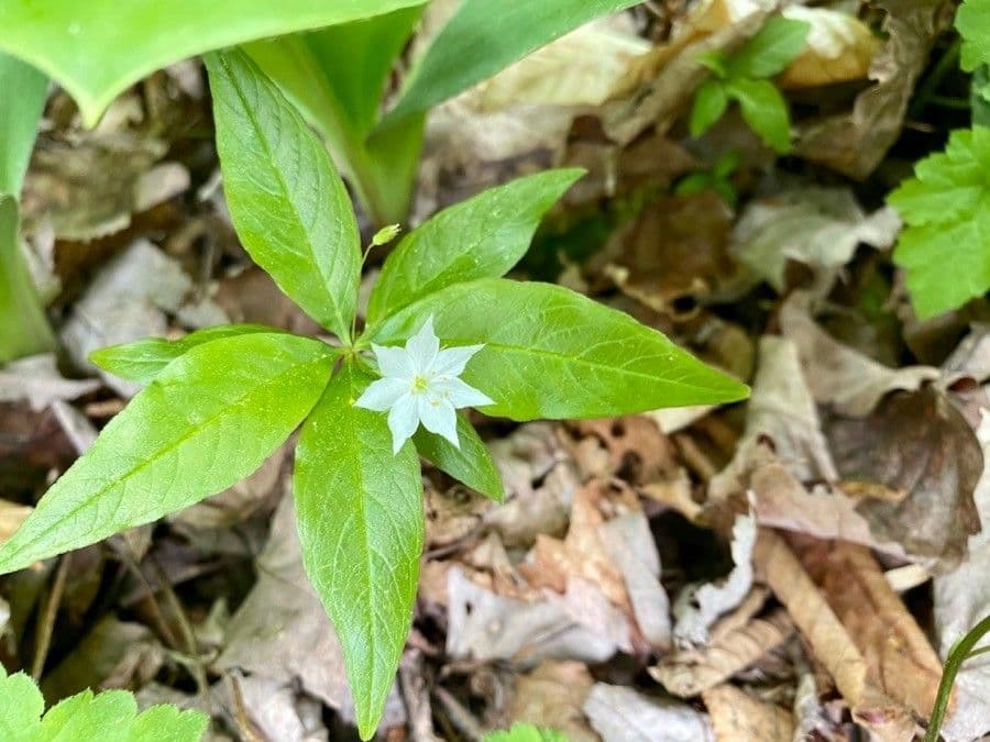 Lysimachia borealis