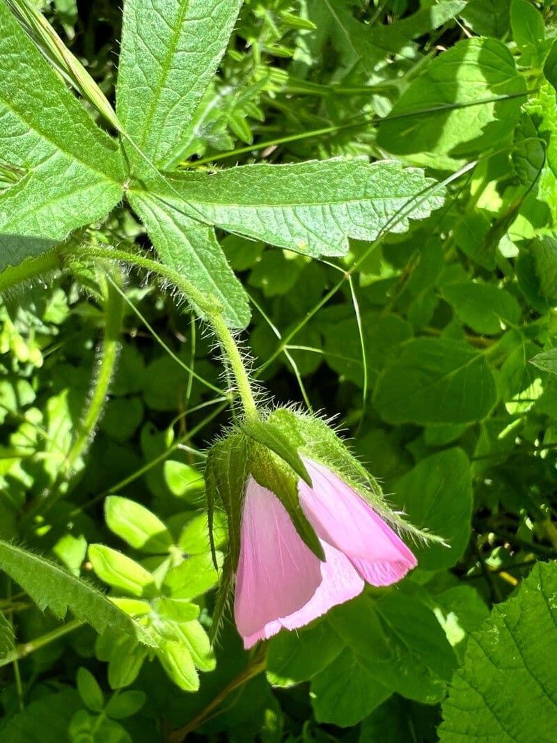 Malva setigera