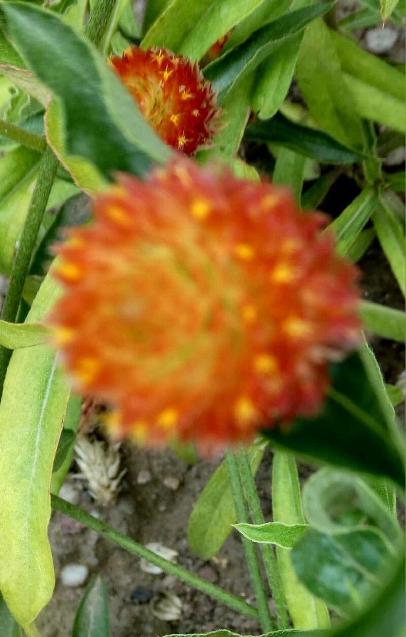 Gomphrena globosa