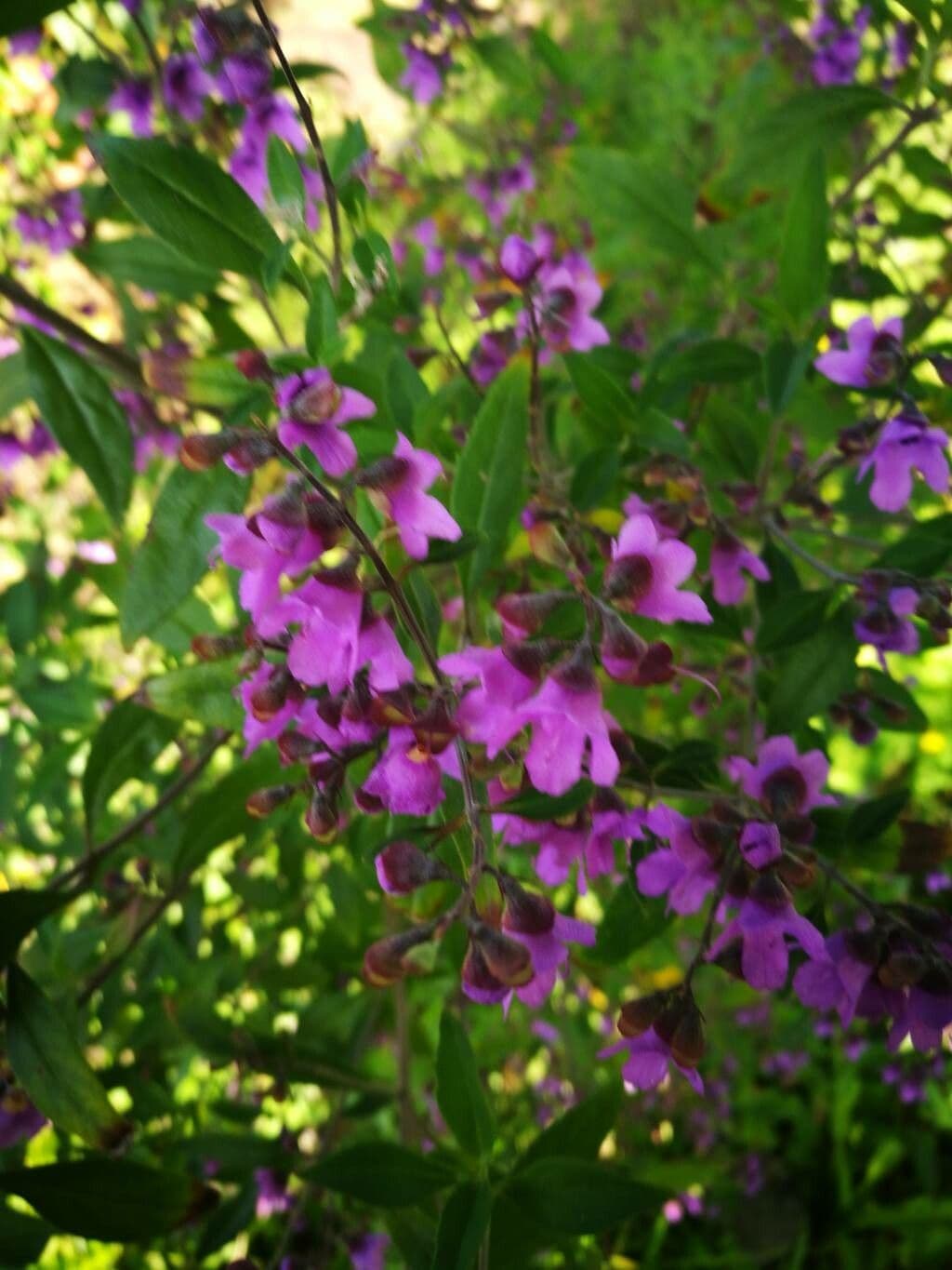 Prostanthera ovalifolia