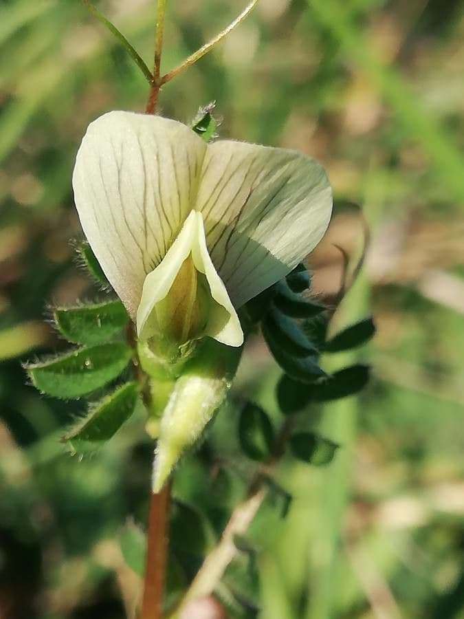 Vicia hybrida