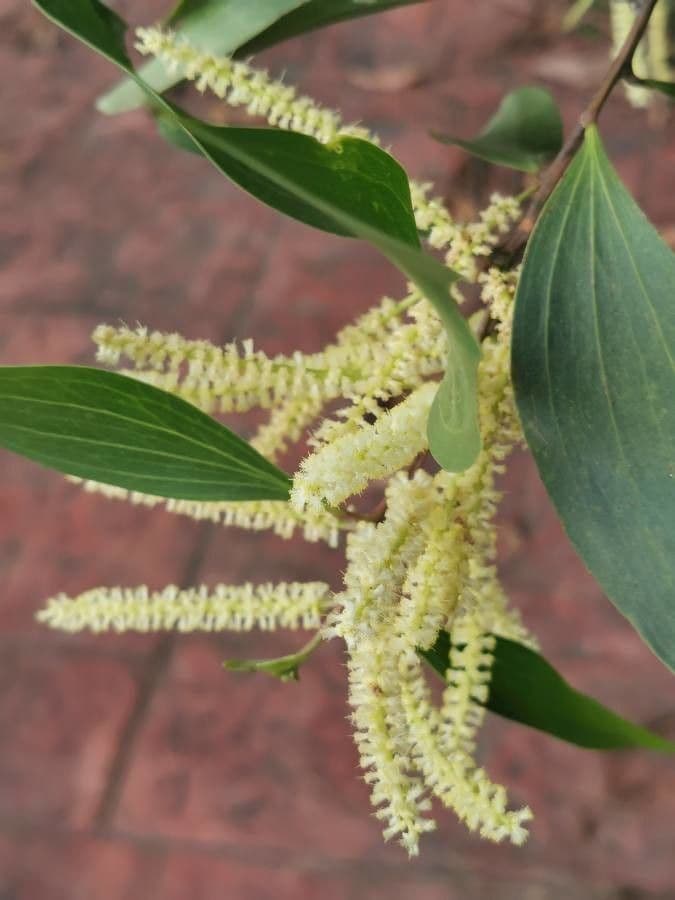 Acacia mangium