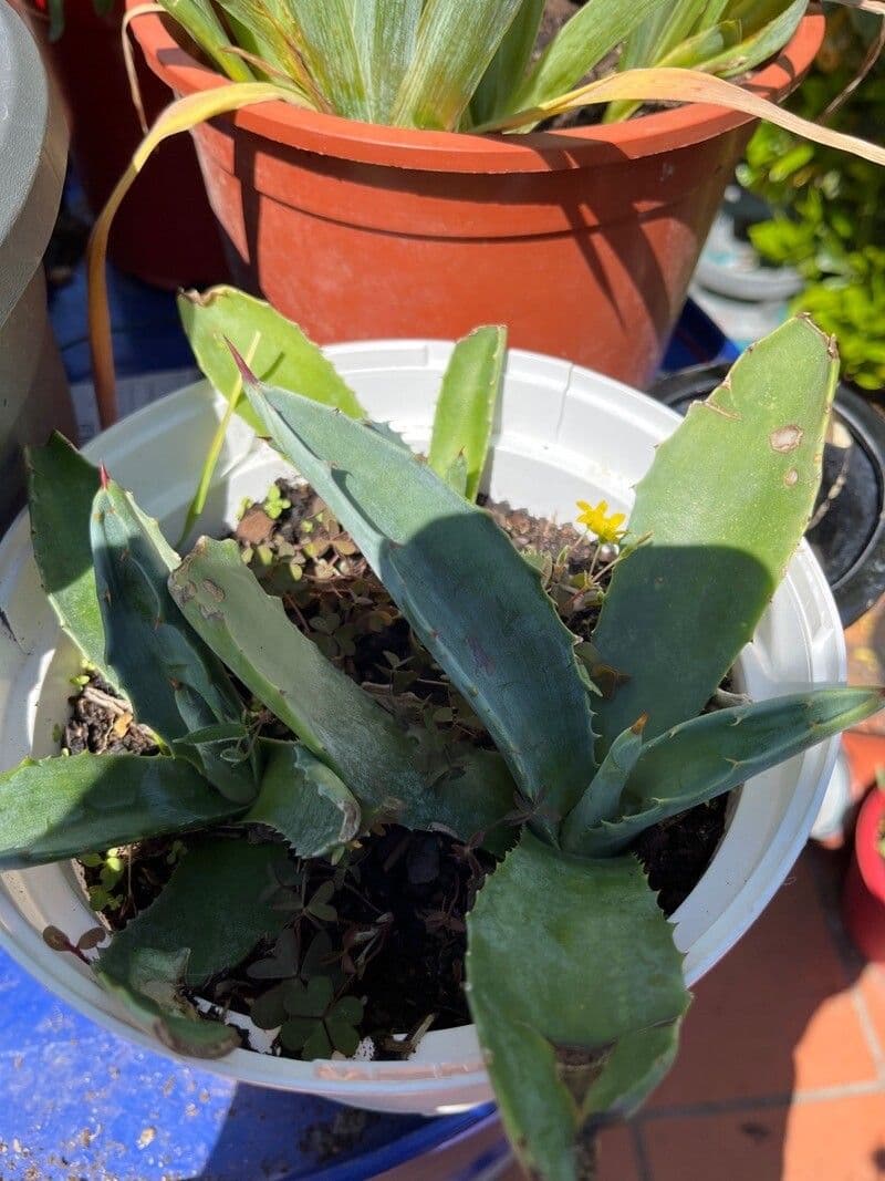 Agave asperrima