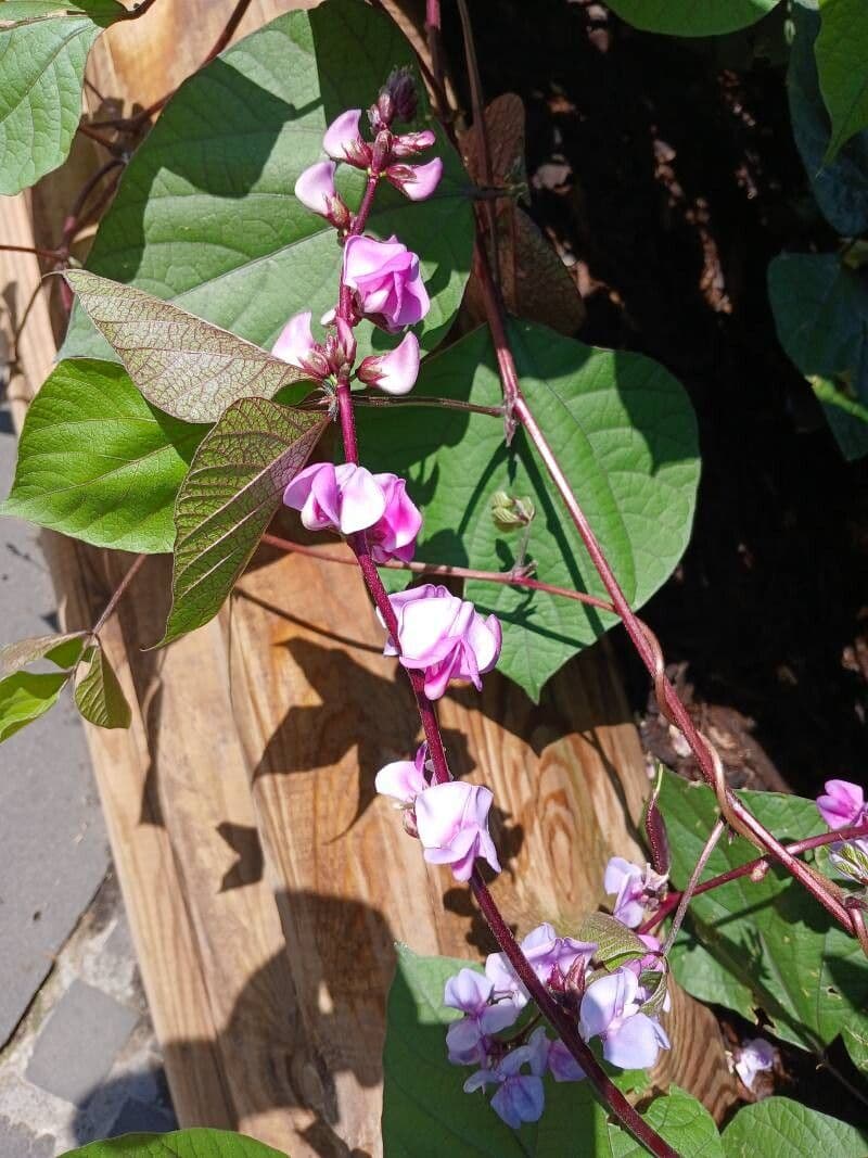 Lablab purpureus