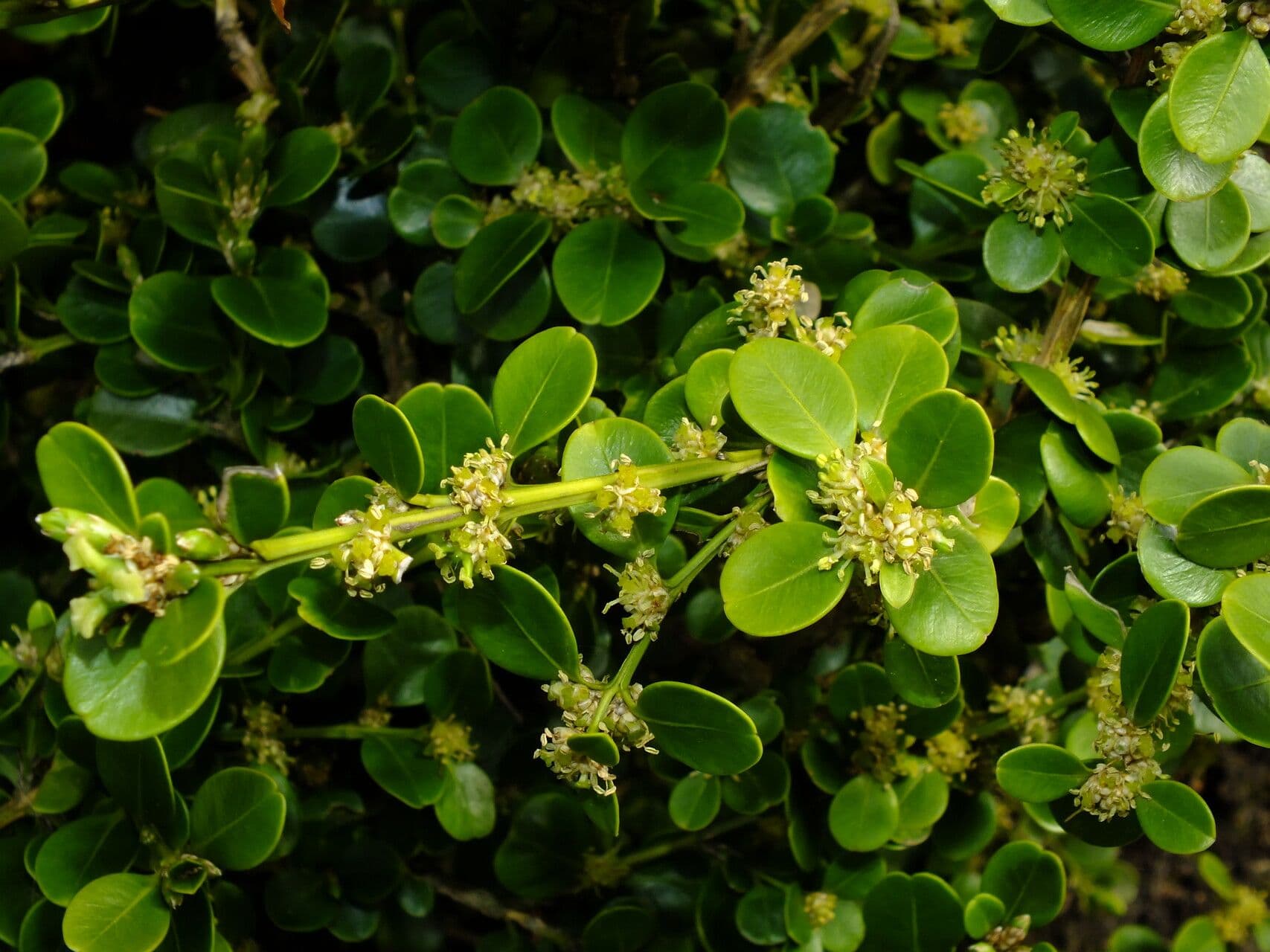 Buxus microphylla