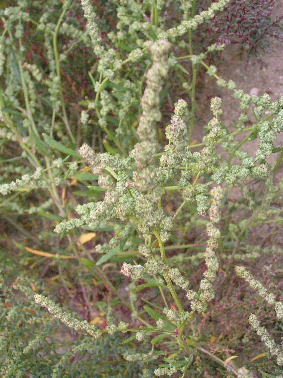 Atriplex littoralis