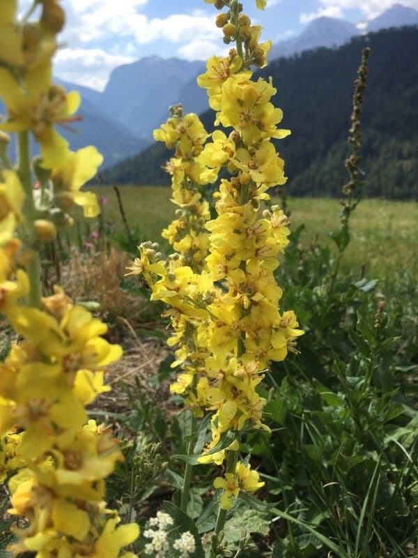 Verbascum lychnitis