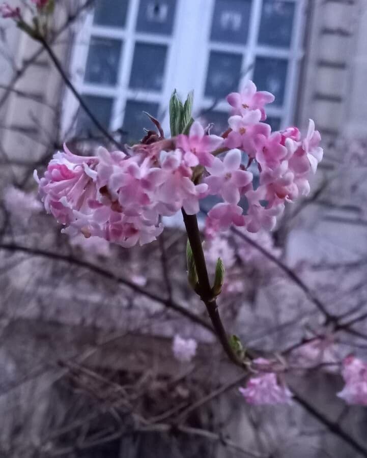 Viburnum farreri