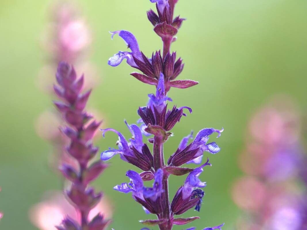 Salvia nemorosa