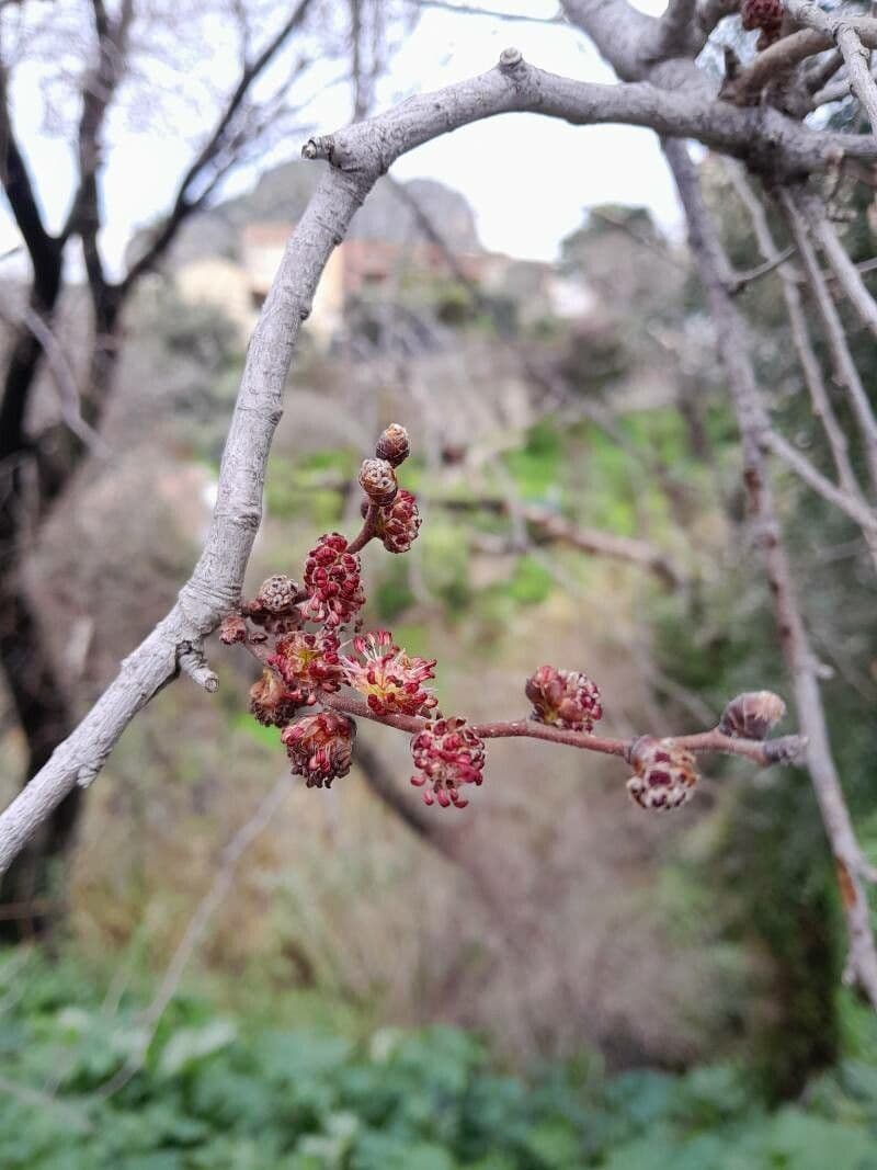 Ulmus glabra