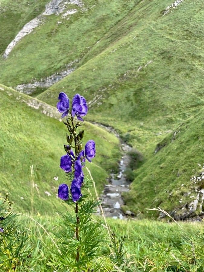 Aconitum napellus