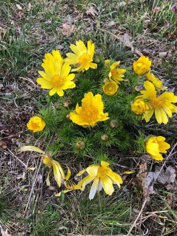 Adonis vernalis