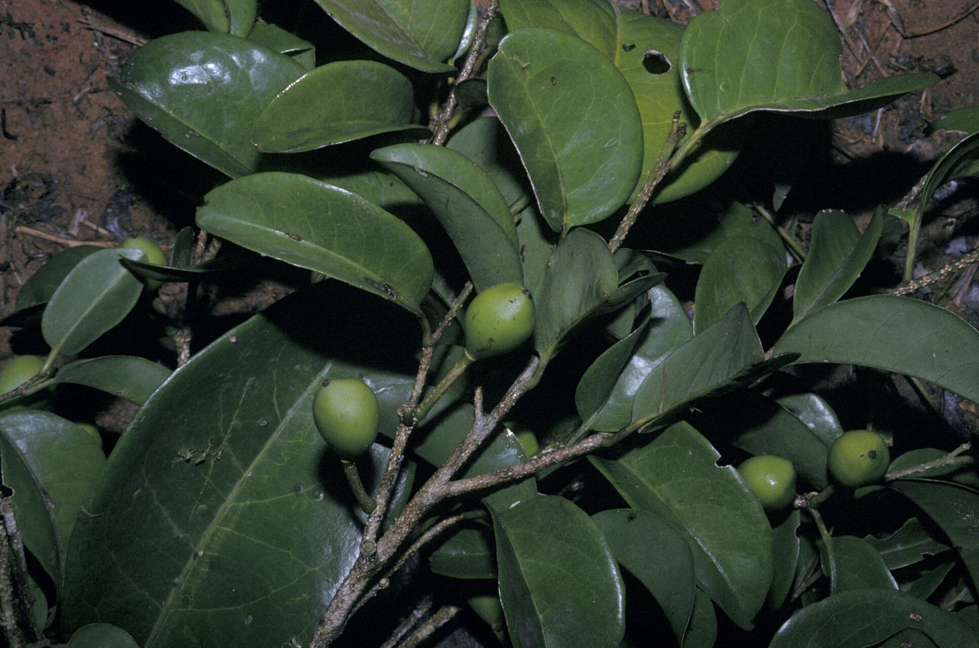 Drypetes variabilis