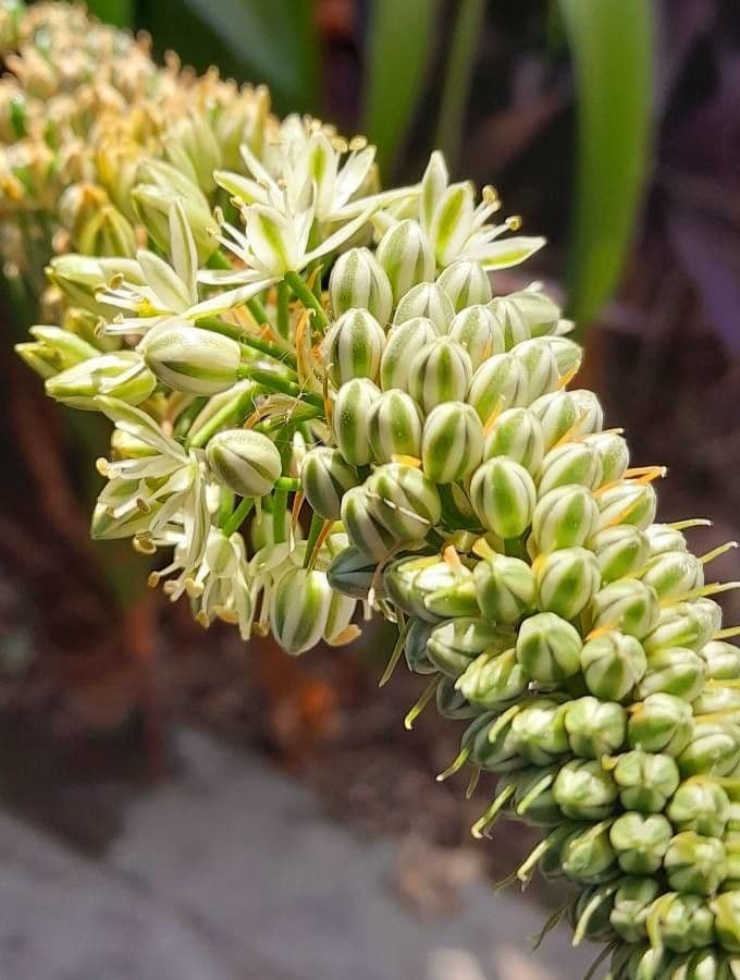 Albuca bracteata