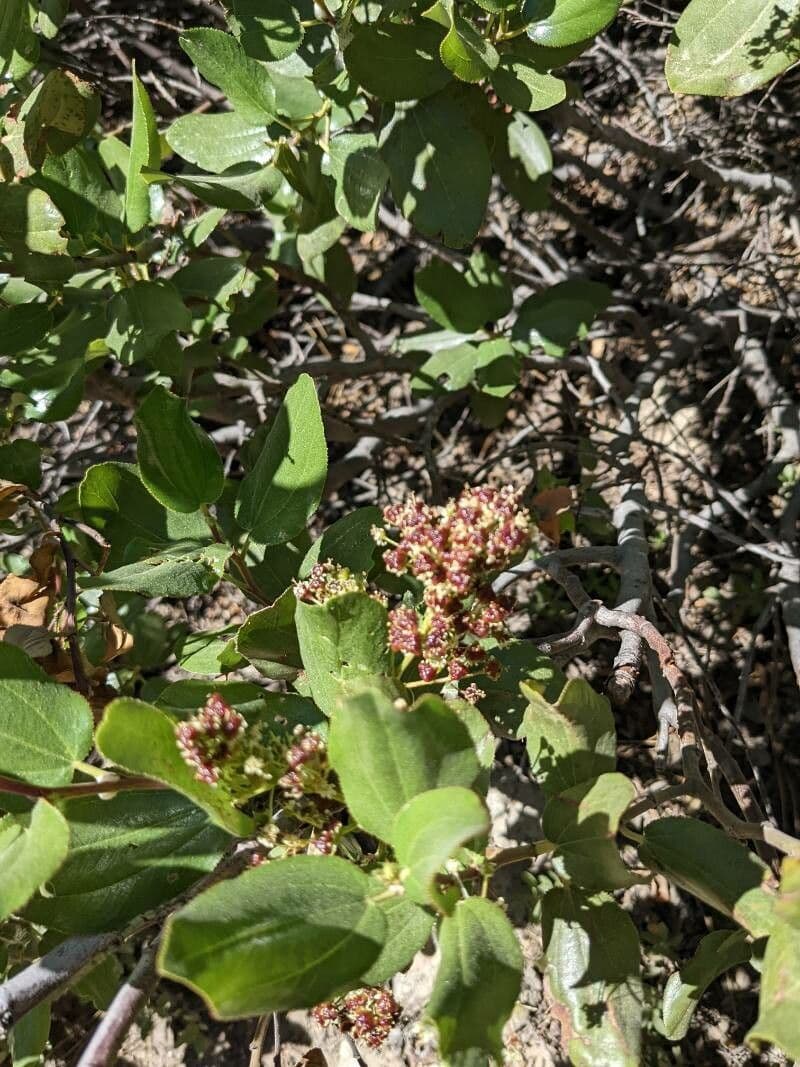 Ceanothus velutinus
