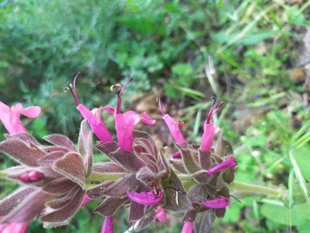 Salvia spathacea