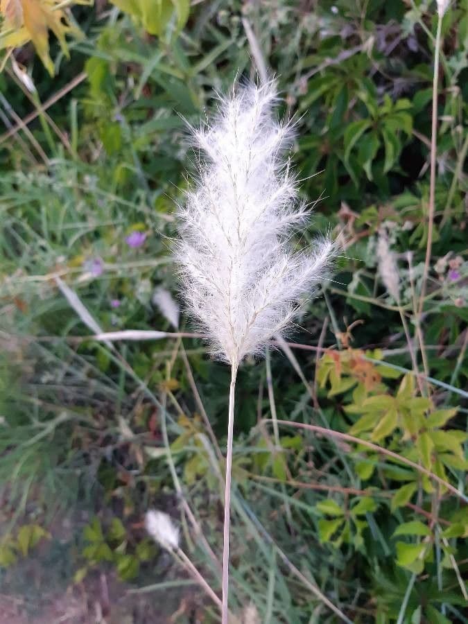 Bothriochloa barbinodis