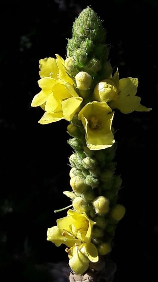 Verbascum thapsus