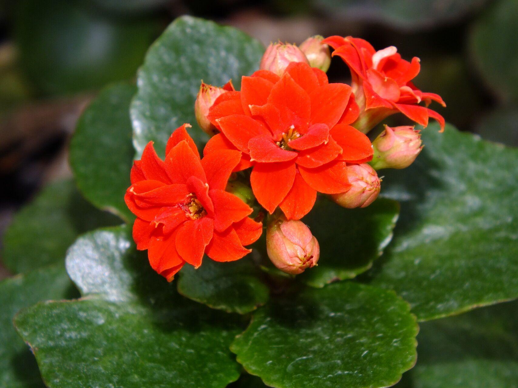 Kalanchoe blossfeldiana