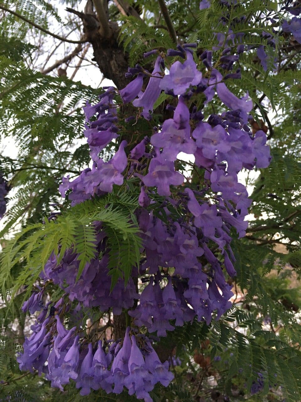 Jacaranda mimosifolia