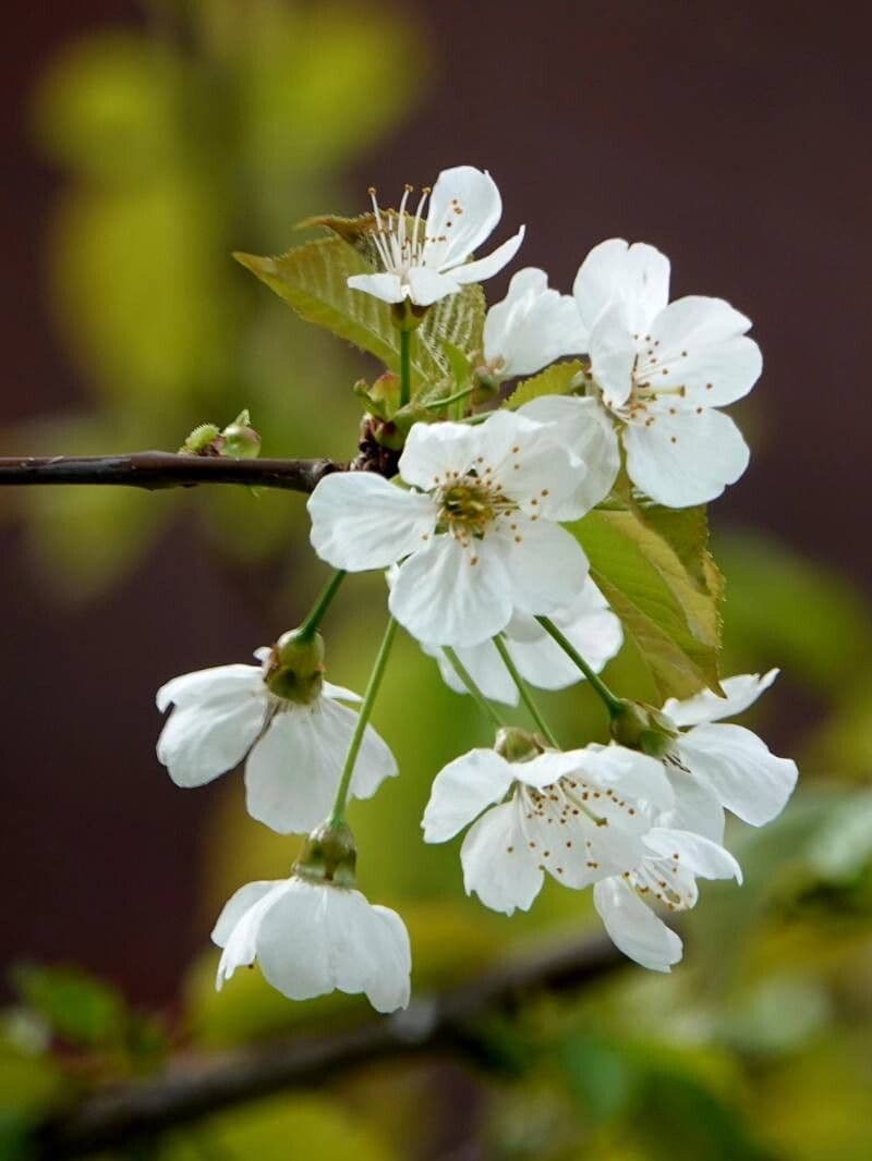 Prunus avium