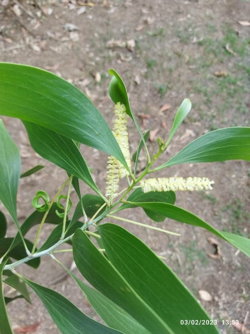 Acacia mangium