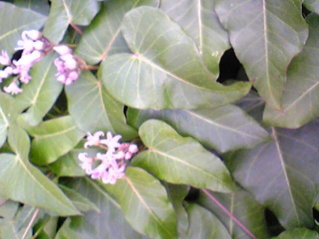 Cynanchum rostellatum