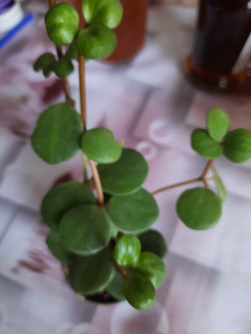 Peperomia pecuniifolia