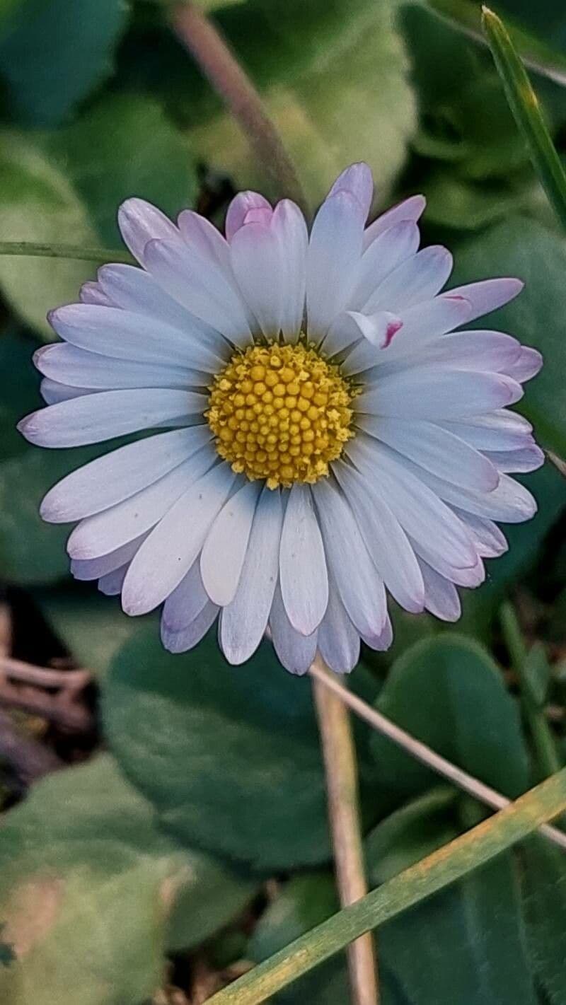 Bellis annua