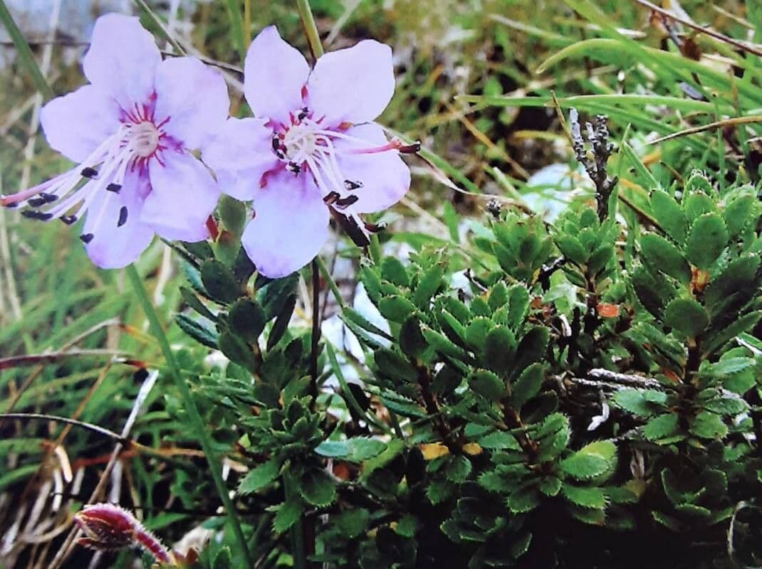 Potentilla nitida